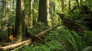 Hours may change under current circumstances Wish I Were There The Glory Of California S Redwoods Financial Times