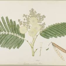 Image result for Albizia chinensis
