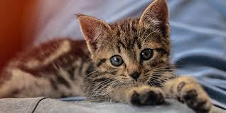 A cat may need penicillin shots for several weeks for wounds. Kitten Shots What Vaccines Your New Cat Needs And When