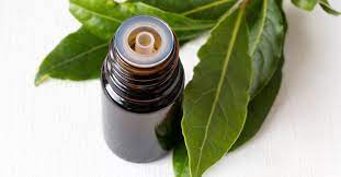 Our Top 4 Ways To Use Laurel Leaf Naturally Blended In 2020 Essential Oils Essential Oil Benefits Herbal Healing