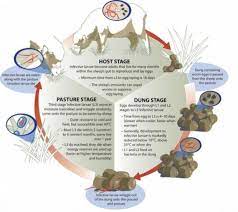 Roundworm Life Cycle