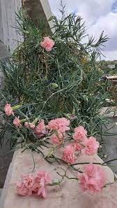 قرنفل من صدف البحر floral wreath floral wreaths