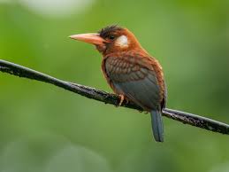 Image result for Leucas glabrata