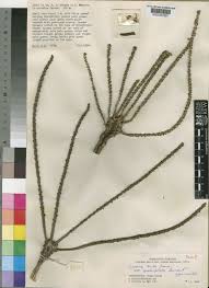 Image result for Cussonia arborea