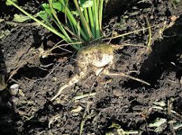 Sweet Americana Sweethearts: MOLASSES AND CHRISTMAS