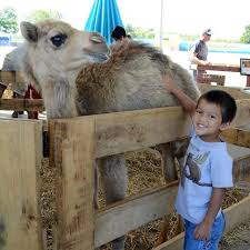 There are two types of camels: Camel Rentals And Exotic Petting Zoos For Events In Kentucky And Ohio