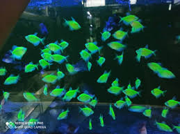 Tread ini akan selalu di update sesuai ada tidaknya jenis ikan. Ikan Hias Aquascape Glofish Tetra Import Shopee Indonesia