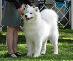 I'm the breeder behind white cloud samoyeds located in oregon city, or. 5 Best Samoyed Breeders In The United States 2021 We Love Doodles