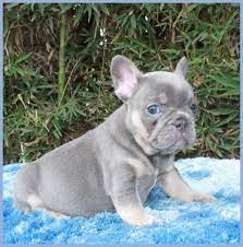 The lilac french bulldog is known for its colors. Lilac French Bulldog Blue French Bulldog Puppy Blue French Bulldog Puppies Blue Frenchi Lilac French Bulldog French Bulldog Blue Cute French Bulldog