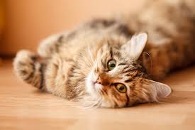What You Need To Know About Your Cat S Gallbladder Dr Marty Becker