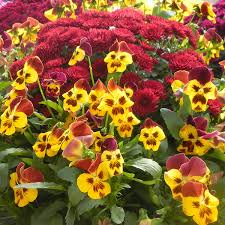 Seasons are periods in a year marked by specific weather conditions, temperatures and length of day. 12 Spectacular Annual Fall Flowers Costa Farms