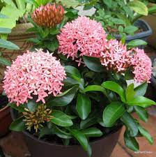 12 Houseplants That Bloom And Smell Incredible Houseplants That Bloom Low Maintenance House Plants Easy Container Gardening Flowers House Plants Plants