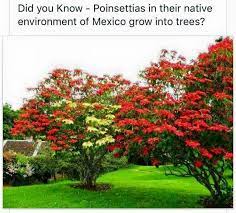 Pin By Anel Carrera On Plants Trees To Plant Organic Gardening Plants