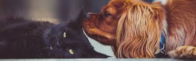 Jessica lipham is a primary care practitioner with numerous qualifications. Pet Supply Center Dogs Cats Birds Small Animals Food Pet Toys Pet Supply Center Sarasota Fl