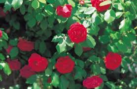 Neem oil is known for its use as a safe & effective insecticide. Pesticide Spray For Roses