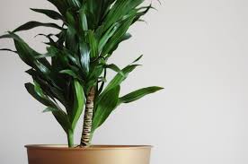 Image result for Dracaena steudneri