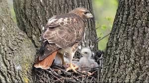 We did not find results for: Red Tailed Hawk Habits