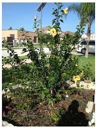 They prefer moderate heat and to continue blooming must have a few hours of direct sunshine every day. Shaping A Hibiscus Tree