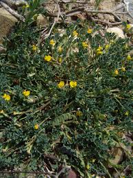 Image result for Aeschynomene multicaulis