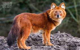 The Dhole Cuon Alpinus Is A Canid Native To Central South And Southeast Asia Other English Names For The Species Include Weird Animals Animals Rare Animals