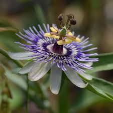 Image result for Passiflora morifolia