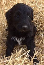 The decision to purchase a puppy is an exciting process. Ckc Border Doodle Male 3 Puppy For Sale In Bancroft Idaho Animals Nstuff
