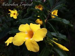Durante el periodo de crecimiento de la allamanda cathartica se debe abonar cada 15 días con un fertilizante líquido diluido en el agua de riego. La Trompeta De Oro Allamanda Cathartica