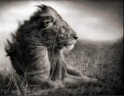 Afrique La Magnifique Photos En Noir Et Blanc De Nick Brandt African Wildlife Photography African Animals Nick Brandt