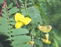Image result for Sesbania tetraptera