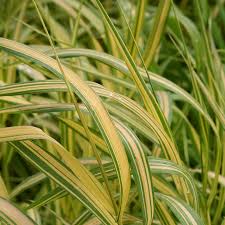 Image result for Bromus  inermis