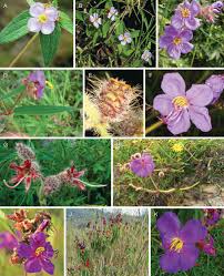 Image result for Dissotis melleri