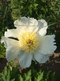 Pivoine Male Jardin De Curiosites Jardin Medieval De La Fontaine De Vie Label Jardin Remarquable Plants
