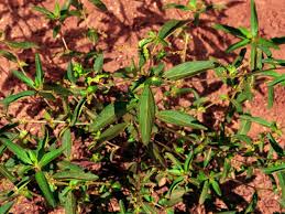 Image result for Acalypha segetalis