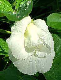 Image result for Clitoria ternatea
