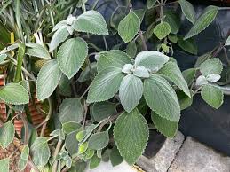 Image result for Plectranthus alboviolaceus