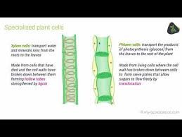 Their distinctive features include primary cell walls containing cellulose, hemicelluloses and pectin, the presence of plastids with the capability to perform photosynthesis and store starch. Gcse Biology Specialised Cells Aqa 9 1 Youtube