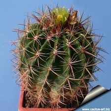 Photographed in the sierra de san francisco region of central baja, mexico by michael buckner, the plant man, san diego, ca usa. Ferocactus Viridiscens
