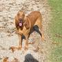 Big Thicket Bloodhounds from m.facebook.com