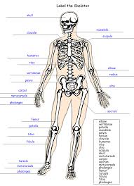 Label The Skeleton Worksheet Homeschool Helper Skeletal System Worksheet Science Worksheets Homeschool Worksheets