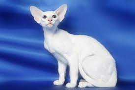 Bajimbi Tonkinese Cat Oriental Shorthair Cats Cat Adoption