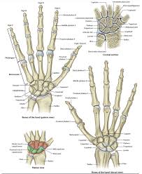 Image result for Hand Anatomy