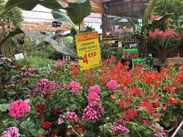 370 route saint simon, 31100 toulouse. Cahors La Jardinerie Du Quercy Ouverte Tout Le Mois De Mai Medialot