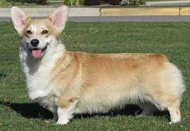 The corgi is an active and intelligent dog breed who prefers activity. Welsh Corgi For Sale Price Cost Where To Buy Corgi Puppies