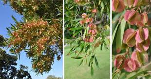 Image result for Combretum engleri