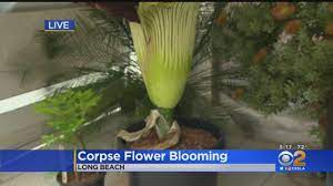 Corpse Flower Has Nothing On Rotten Eggs And People Are Lining Up For A Sniff Cbs Los Angeles