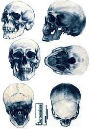 security check required anatomy art skull drawing coloriage bonjour kitty tea time