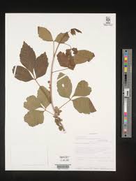 Image result for Allophylus ferrugineus