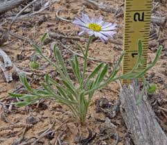 Image result for Erigeron schimperi