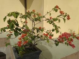 Tanaman bunga ini memiliki bentuk pohon yang kecil dan susah untuk tumbuh tegak. Keindahan Tanaman Kerdil Bonsai Steemit