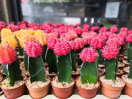 While not a naturally occurring plant, the the result is an interesting plant with a green base and a colorful top. Cactus On Background Moon Cactus Gymnocalycium Mihanovichii In Flower Pot Red And Yellow Cactus 289355104 Larastock